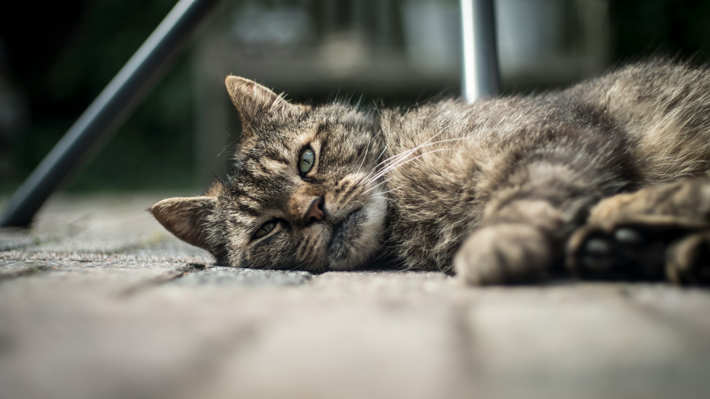 Worms in Cats: Signs, Symptoms, Treatments & Natural Parasite Cleansing Guide